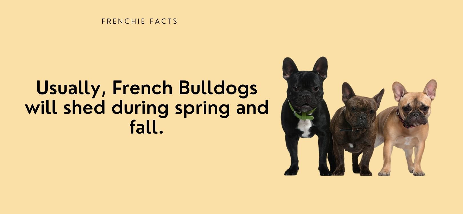 why does my frenchie shed so much