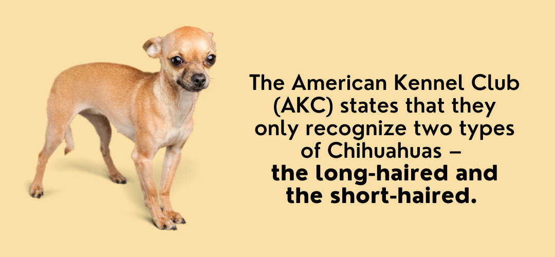 different types of chihuahuas