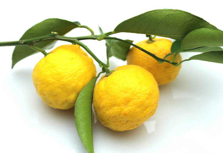 柚子皮 冷凍