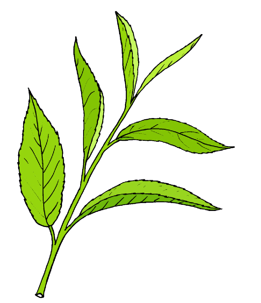 Xena Nutrition MetaBoost natural ingredient green tea