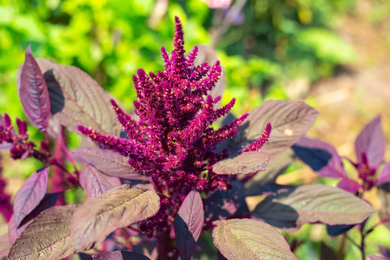 Vibrant purple amaranth growing in the garden in full bloom