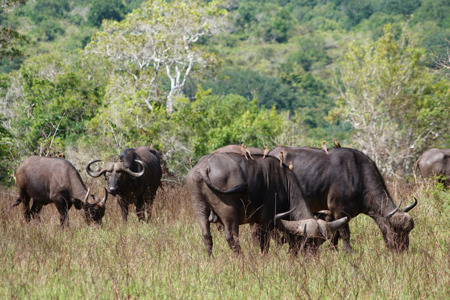 uffalo herd with a gadfly on his back in the Shimba Hills.jpg