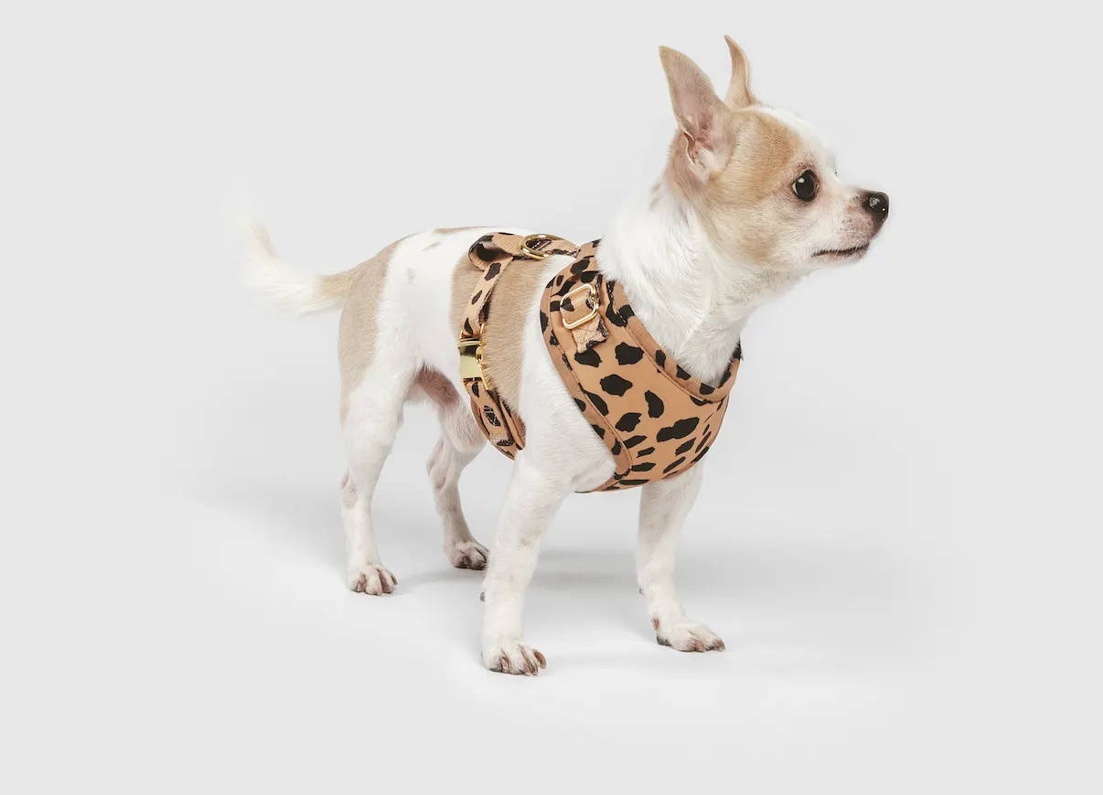 how much should a chihuahua eat a day