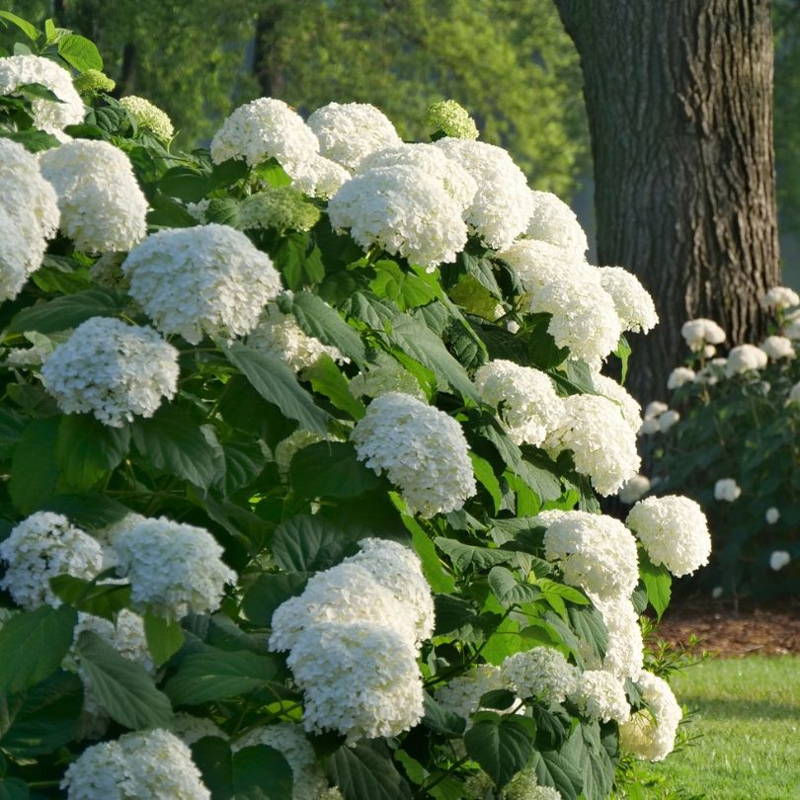 Large, white smooth hydrangea blooms in a garden hedge.