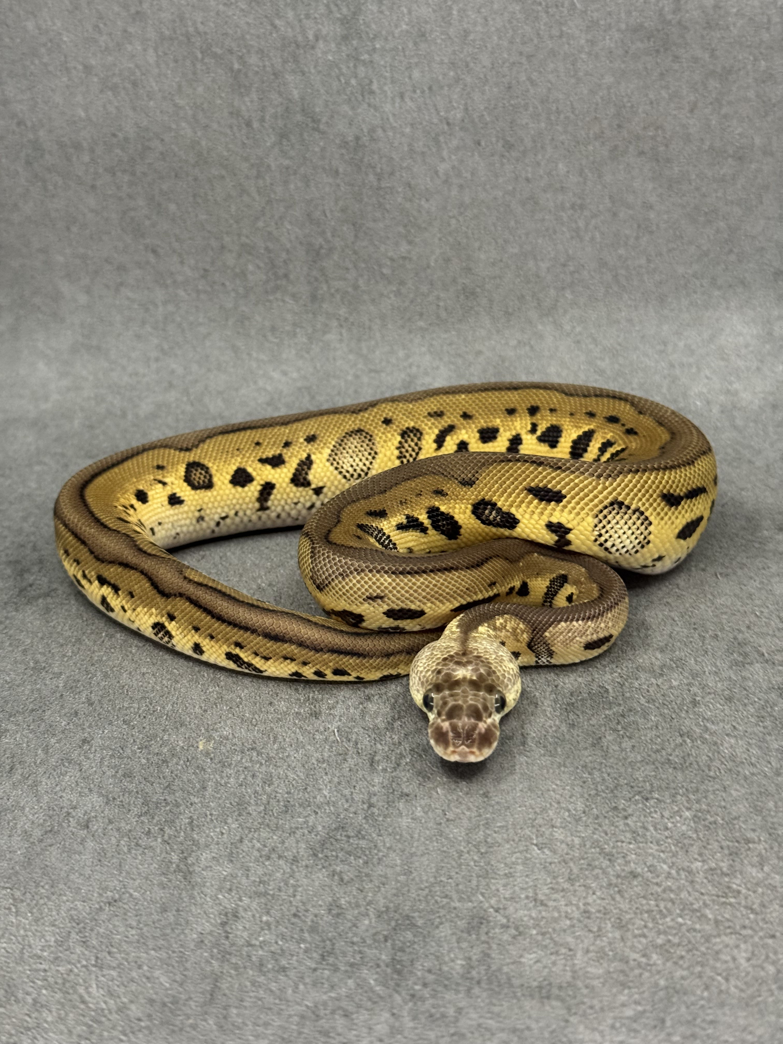 Leopard Pastel Clown Het Desert Ghost