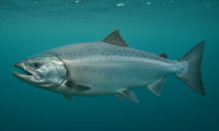 King Salmon