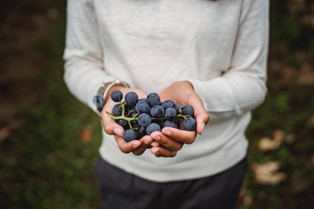 Man holding black grape variety demonstrating the impact it has on the wine taste.