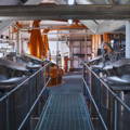 Cuves de fermentation Washbacks de la distillerie Isle of Raasay sur l'île de Raasay dans les Hébrides intérieures d'Ecosse