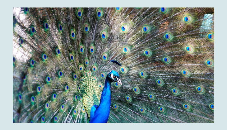Haus Natur Und Umwelt Tierische Geburtstagsparty