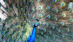 haus natur und umwelt pfau