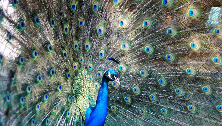 haus natur und umwelt pfau