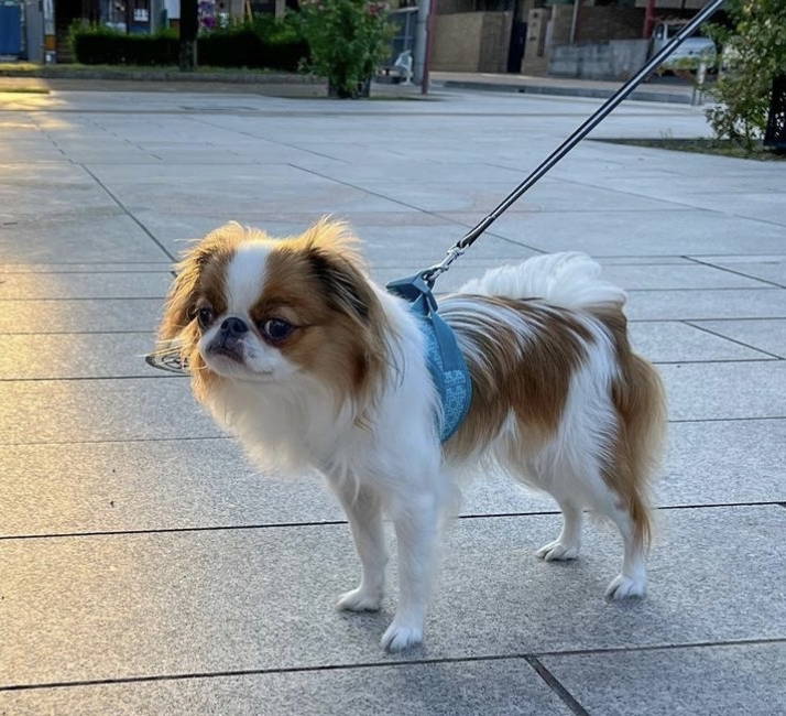 japanese chin mixed with chihuahua