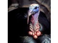 Guided Spring Turkey Hunt - 2 Hunters - SD Residents Only
