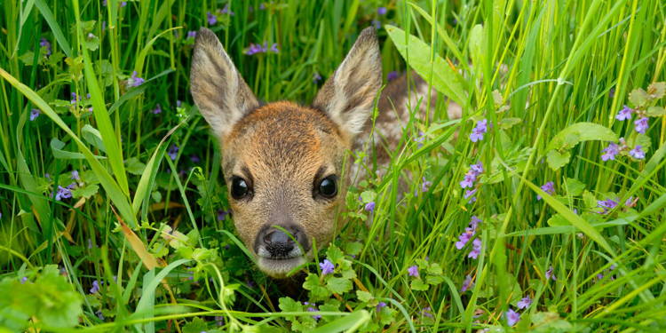 Update zur Vereinsgründung