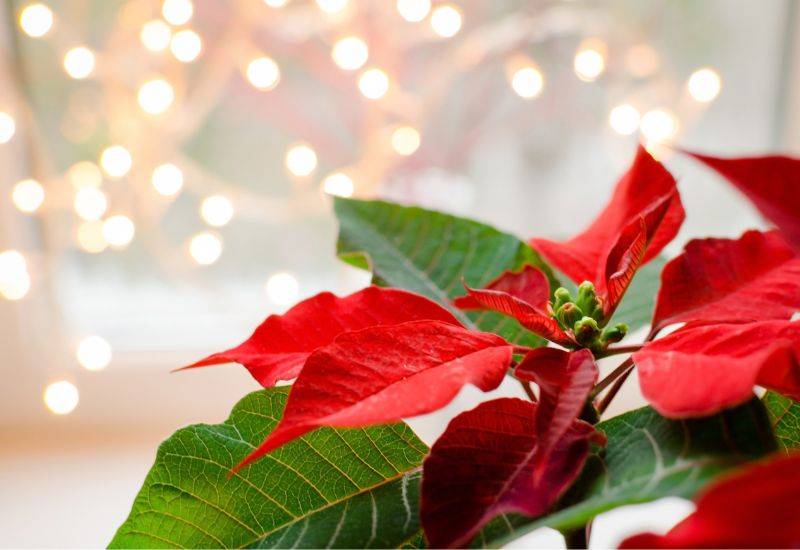 クリスマス花とは