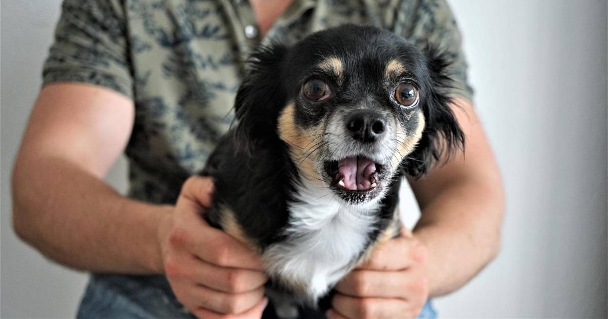 reverse sneeze in chihuahua