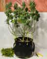 Cannabis plant right after undergoing pre-harvest defoliation with leaves around it and scissors on the table