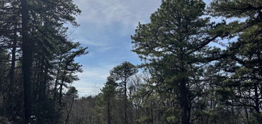 Michaux State Forest Guided Tour near Fayetteville, PA