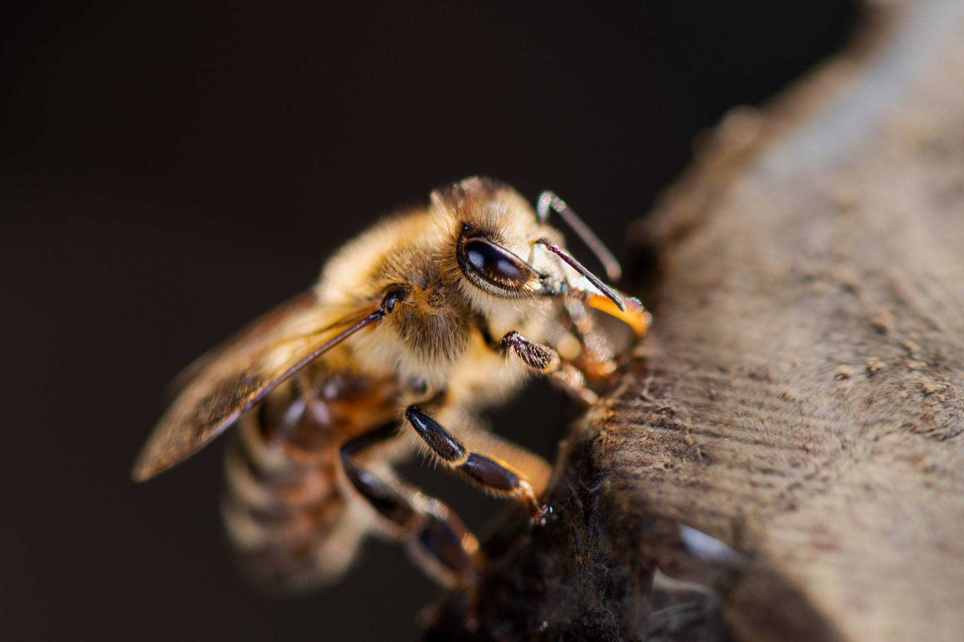 Bienen putzt