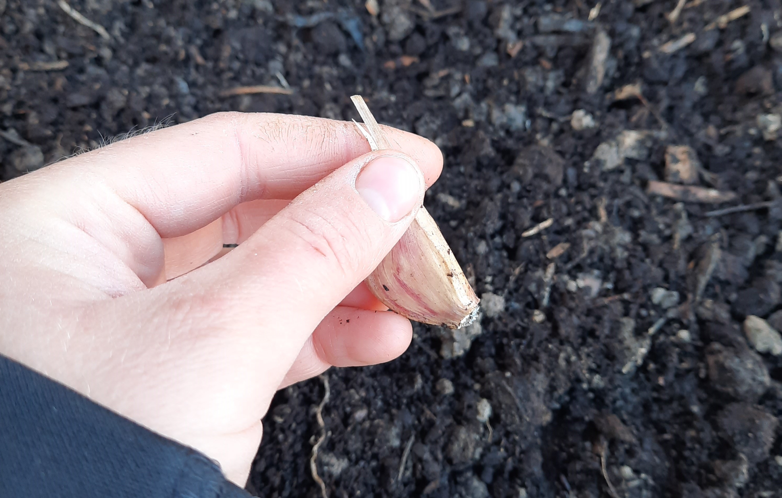 A hand holding a garlic bulb ready for planting