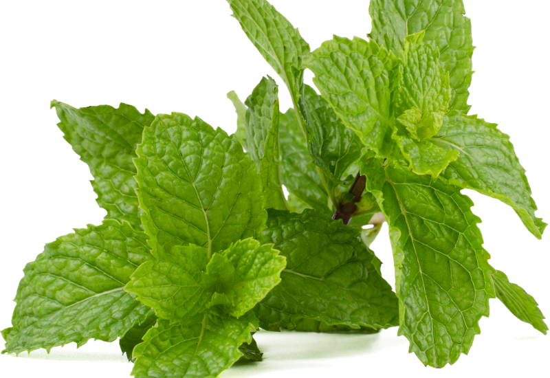 ミント保存方法