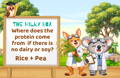 Where does the protein come from if there is no dairy or soy?