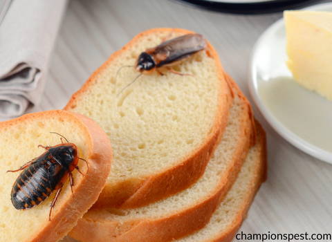 roaches_food_source