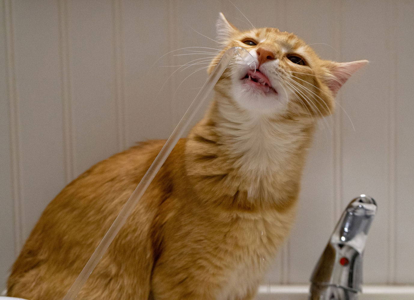 Closeup of cat drinking from AquaPurr spigot at sink