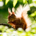 Red squirrel on a twig