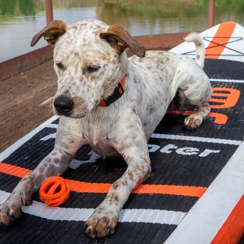 Cute dog sitting on CRUISE 11' beginner stand up paddle board