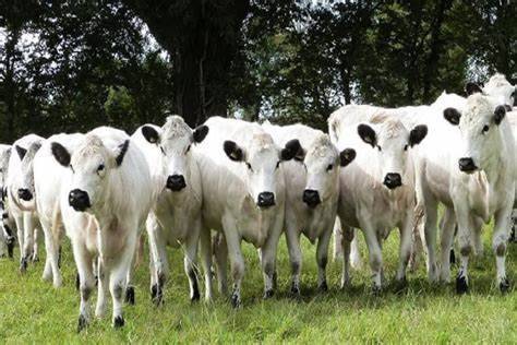 Our rotational grounds crew - Animals grazing builds healthy Living Soil - Triple Crown Organics