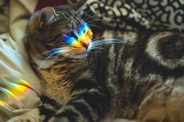 Purr-ide Post: Are Gay Cats A Thing? | Class Act Cats Blog