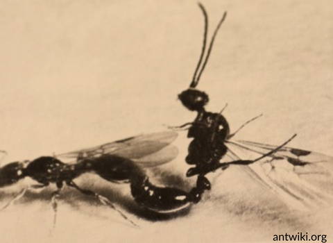 winged_female_ants_and_winged_male_ants