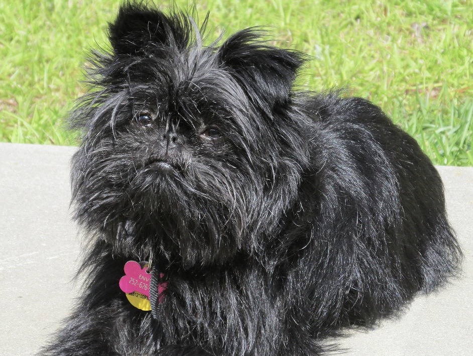 affenhuahua dog