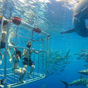 Cage Diving On Our Honeymoon
