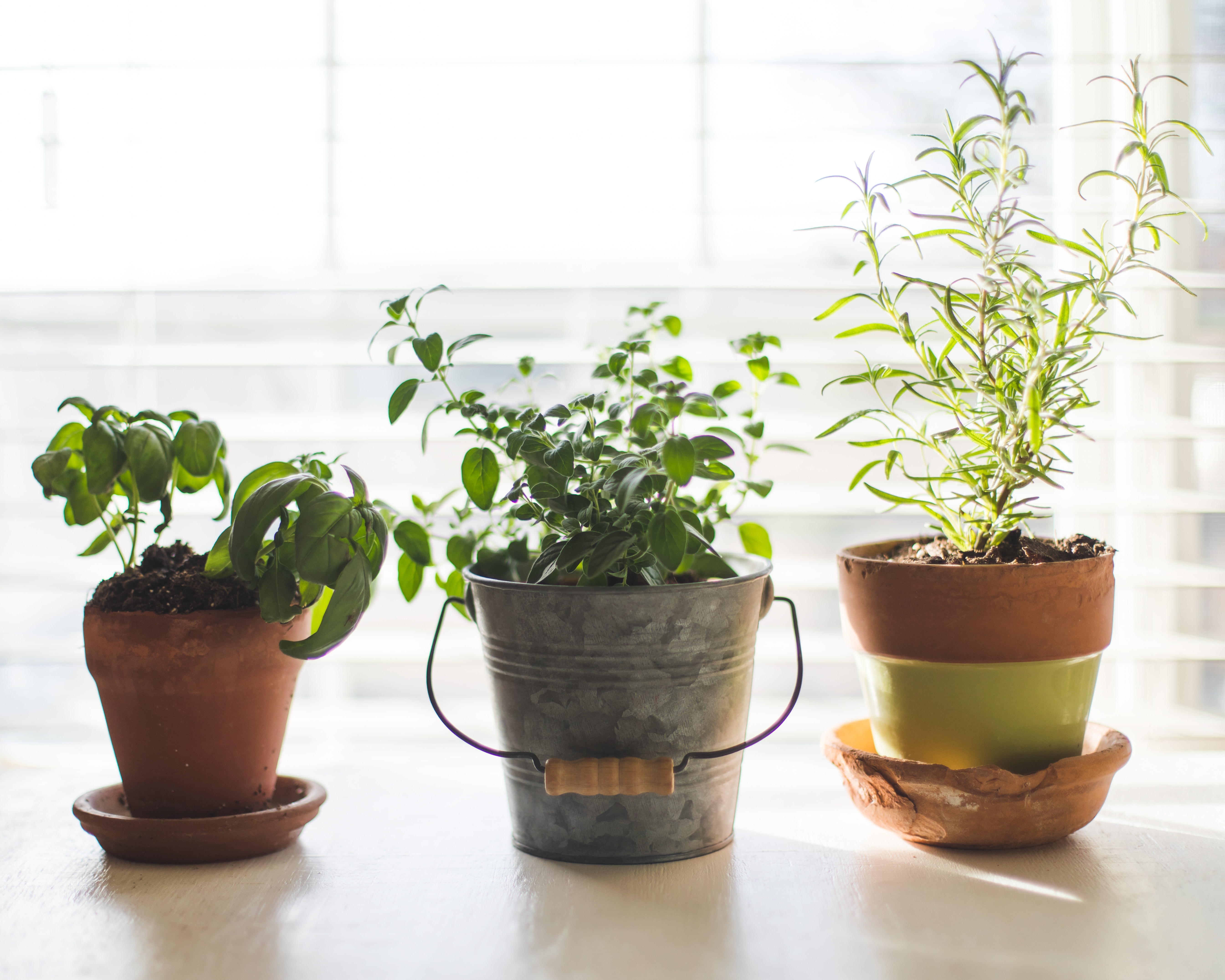 Potted herbs enjoying a sunny windowsill 