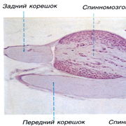 Спинной мозг, оболочки мозга, пространства — Шаг 2 — Stepik