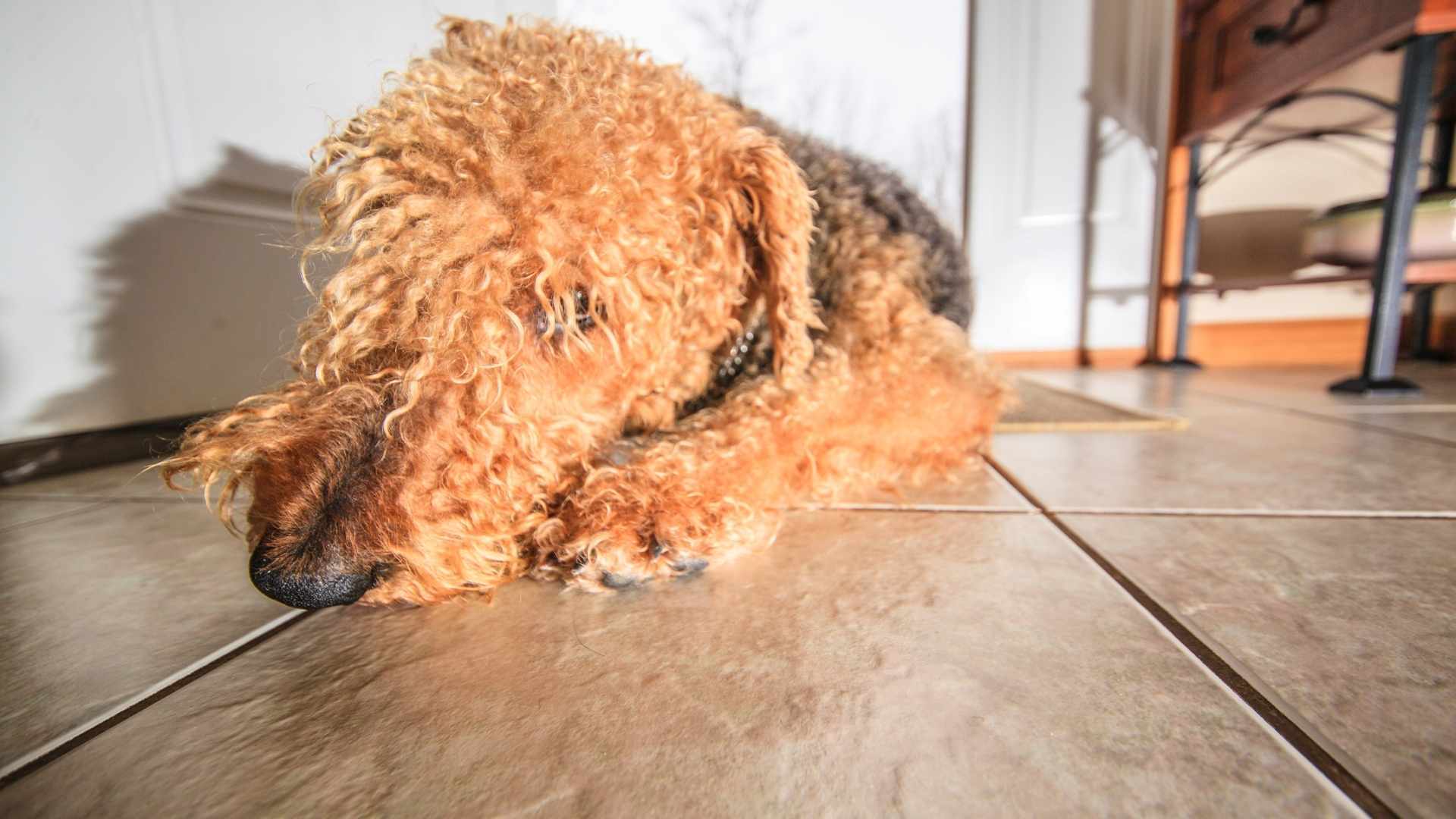 Großer Hund mit langem, hellen Fell liegt auf dem Boden und guckt traurig in die Kamera