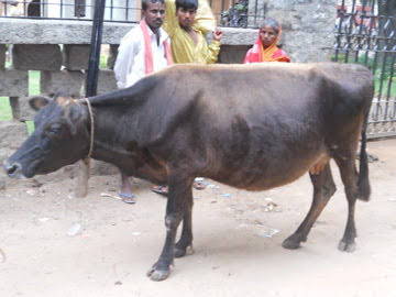 Cow on road India