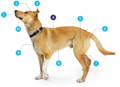 Full body profile of a tan and white dog with number icons identifying different body parts supported by Vetnique products.