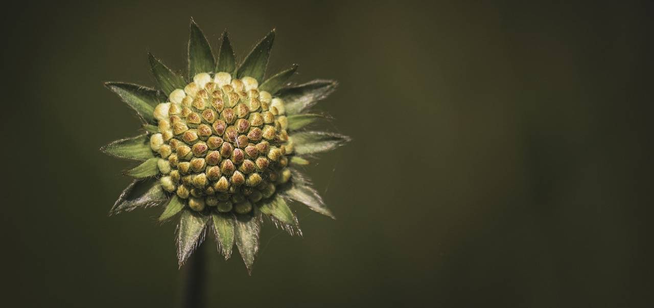 Bild einer Blume vor grünem Hintergrund