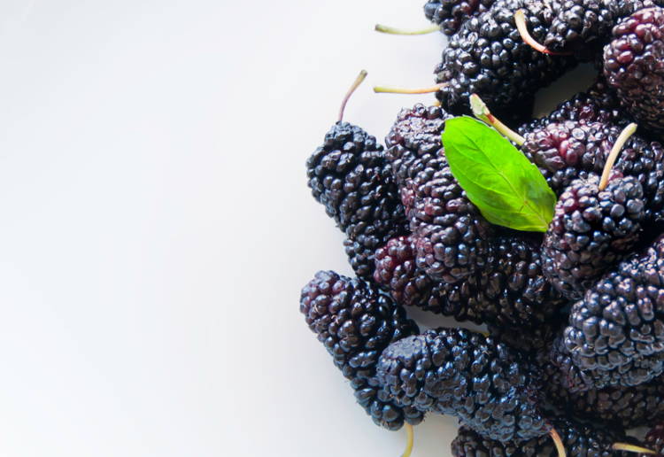 マルベリー効能