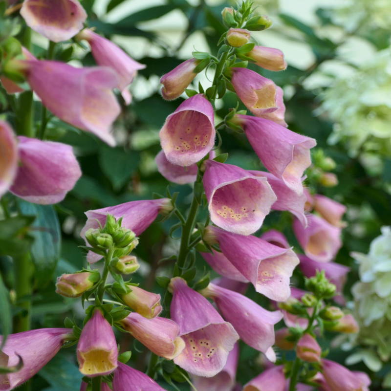 Close up image of pink tubular foxglove flowers