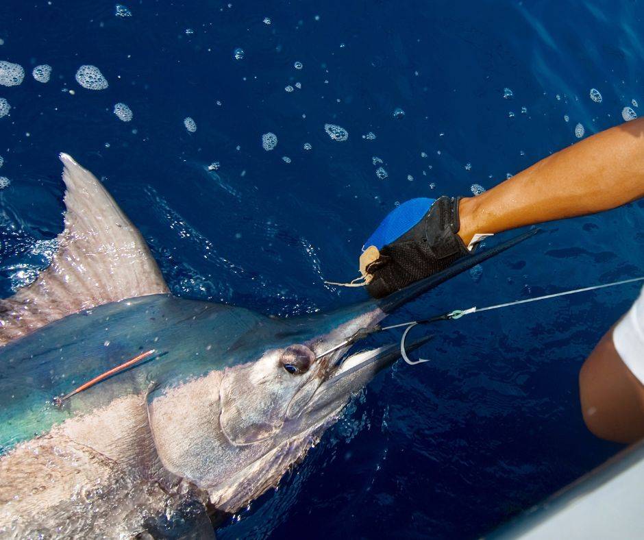 how to catch marlin