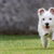 Westie
