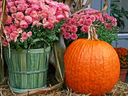 Planen Sie voraus: Die schönsten Herbstblumen für Ihren Garten