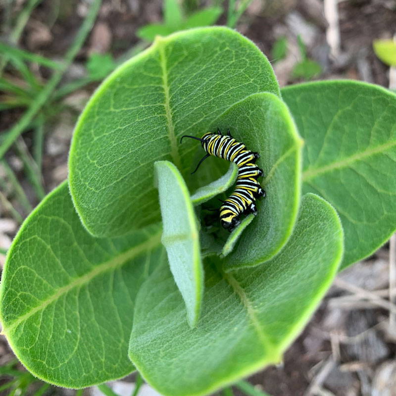 Monarch caterpillar on a milkweed leaf