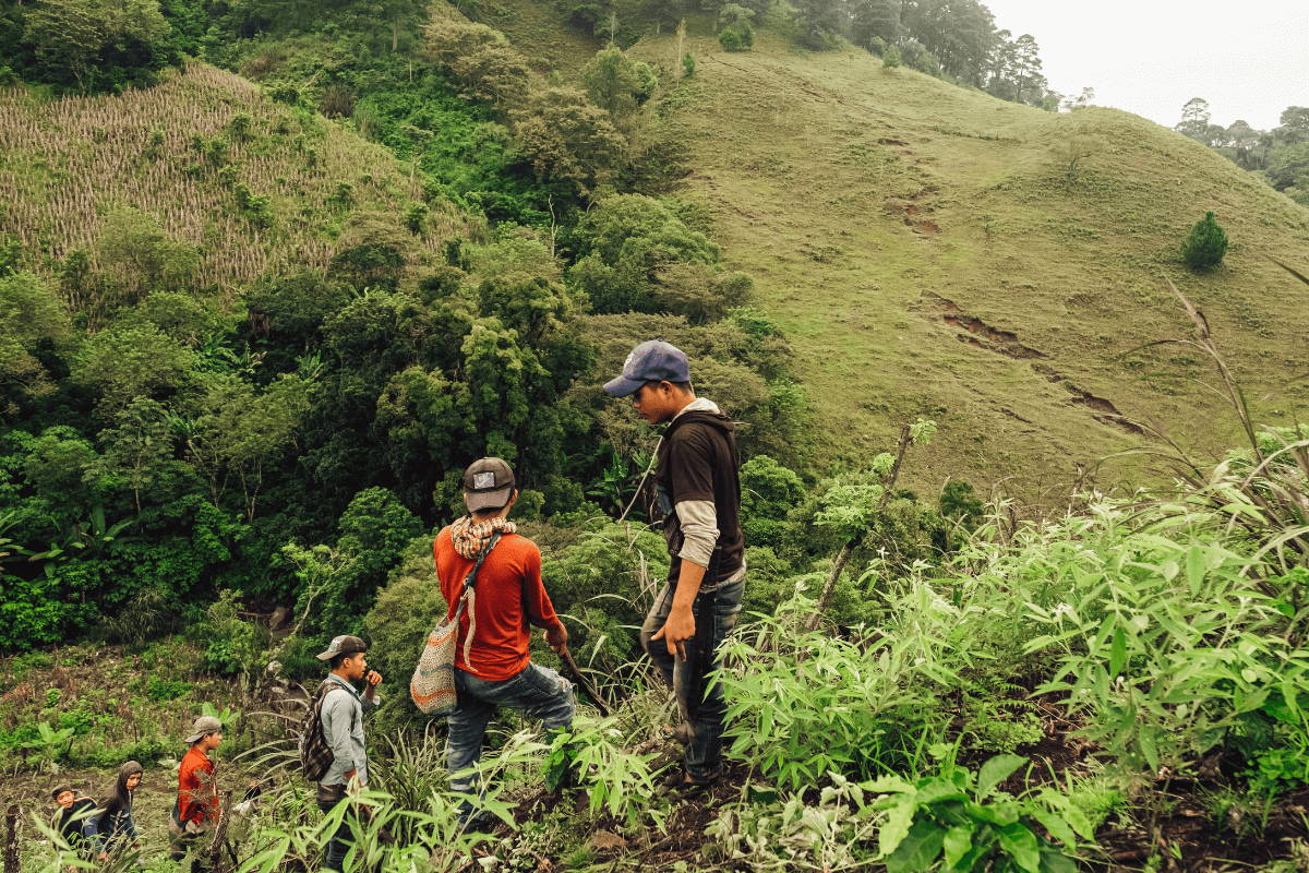 Workers on mountainous coffee farm. 