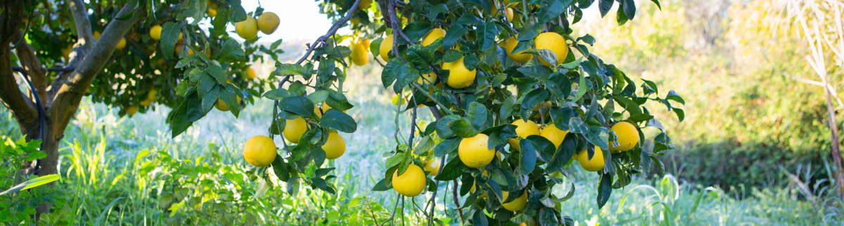 Bergamot lemons growing on a tree in a sunlit Calabrian orchard