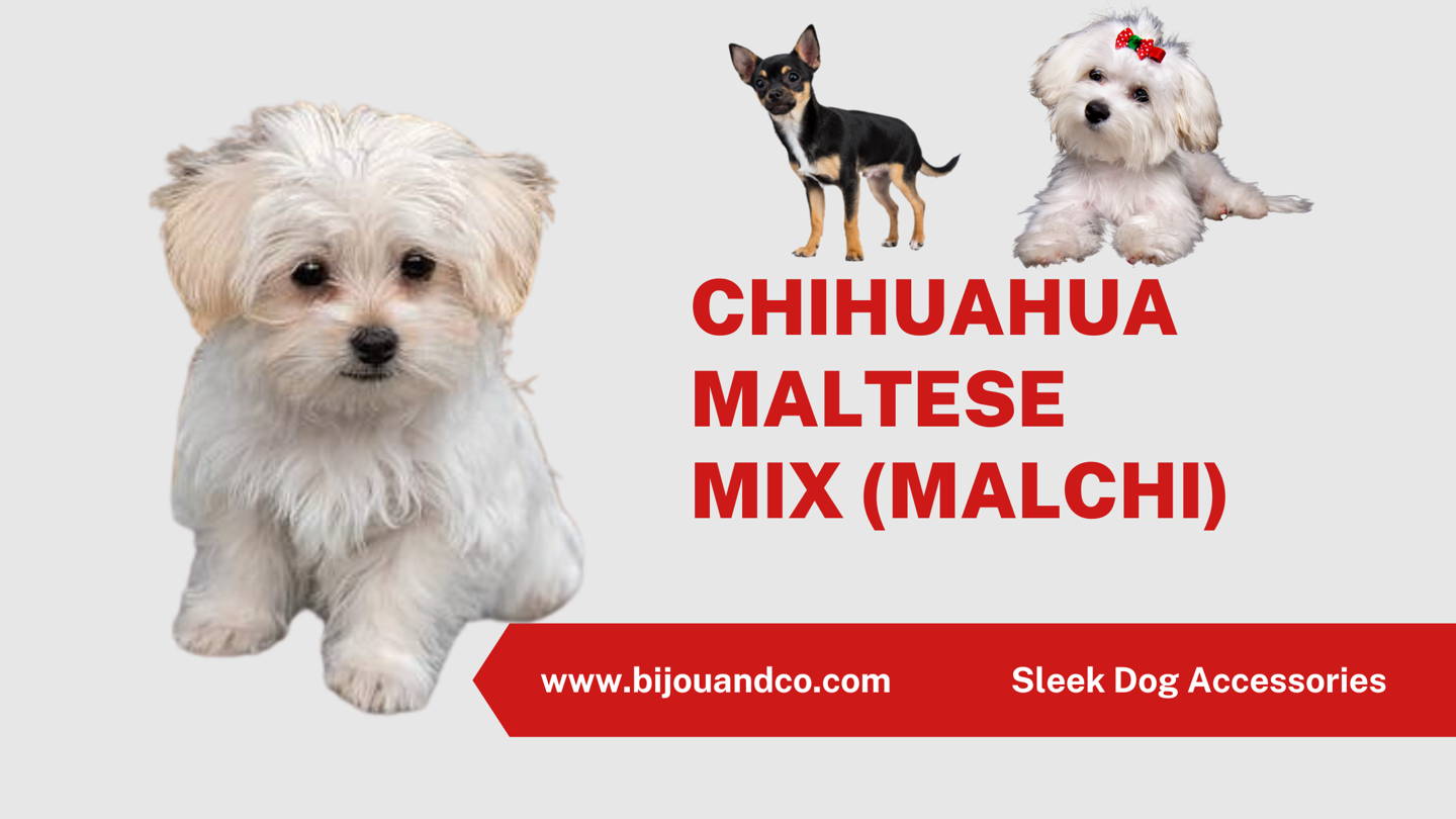 maltese chihuahua mix